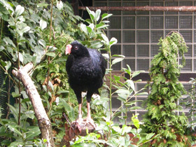 Фото Малый хохлатый кракс