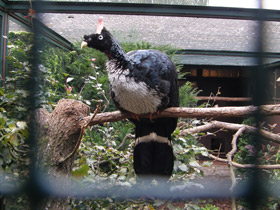 Смотреть фото Рогатый гуан Фото Рогатый гуан