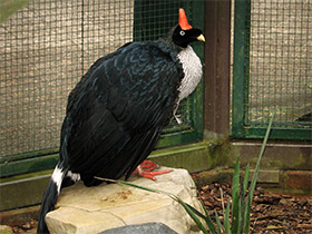 Смотреть фото Рогатый гуан Фото Рогатый гуан