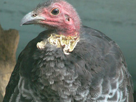 Кустарниковый большеног Кустарниковый большеног