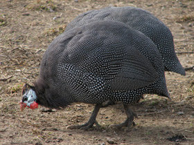 Смотреть фото Обыкновенная цесарка Фото Обыкновенная цесарка