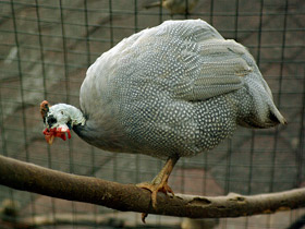 Смотреть фото Обыкновенная цесарка Фото Обыкновенная цесарка