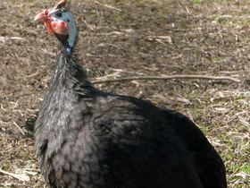 Смотреть фото Обыкновенная цесарка Фото Обыкновенная цесарка