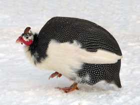 Смотреть фото Обыкновенная цесарка Фото Обыкновенная цесарка