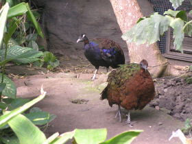 Смотреть фото Конголезский павлин Фото Конголезский павлин