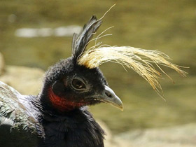 Смотреть фото Конголезский павлин Фото Конголезский павлин