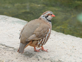 Смотреть фото Азиатский кеклик Фото Азиатский кеклик