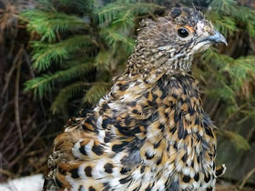 Фото Зайцы-беляки. Осенние изменения окраски