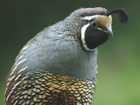 Калифорнийский хохлатый перепел Калифорнийский хохлатый перепел