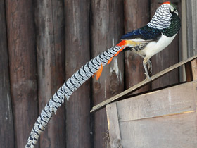 Фото Алмазный фазан