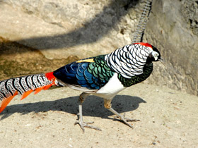 Фото Алмазный фазан