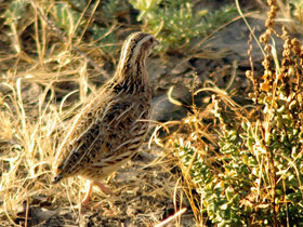 Фото Обыкновенный перепел