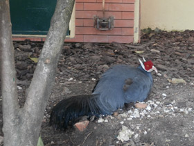 Смотреть фото Синий ушастый фазан Фото Синий ушастый фазан