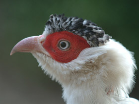 Фото Белый ушастый фазан