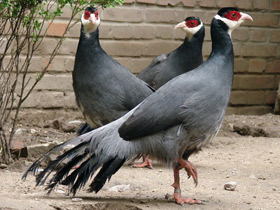 Смотреть фото Тибетский ушастый фазан Фото Тибетский ушастый фазан