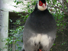Смотреть фото Тибетский ушастый фазан Фото Тибетский ушастый фазан