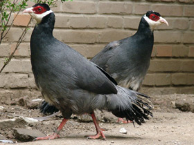 Смотреть фото Тибетский ушастый фазан Фото Тибетский ушастый фазан