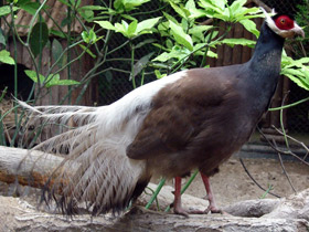 Фото Коричневый ушастый фазан