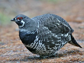 Смотреть фото Канадская дикуша Фото Канадская дикуша