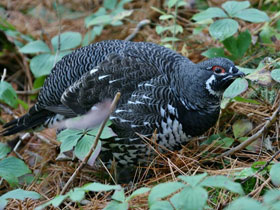 Смотреть фото Канадская дикуша Фото Канадская дикуша