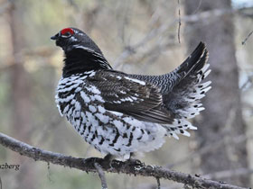 Смотреть фото Канадская дикуша Фото Канадская дикуша