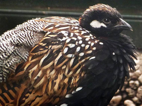 Смотреть фото Франколин Эркеля Фото Франколин Эркеля