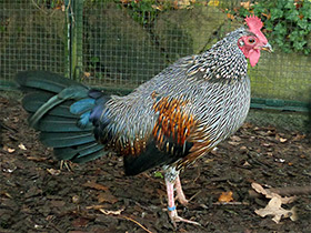 Фото Серая джунглевая курица