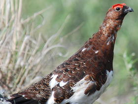 Фото Белая куропатка