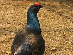 Фото Тетерев