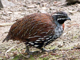 Смотреть фото Мадагаскарская куропатка Фото Мадагаскарская куропатка