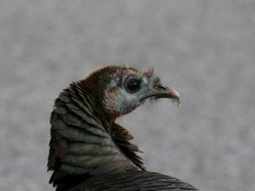 Фото Дикая индейка