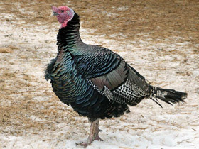 Смотреть фото Домашняя индейка Фото Домашняя индейка