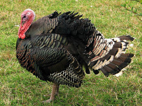 Фото Самые важные домашние животные