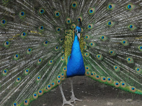 Индийский павлин Индийский павлин