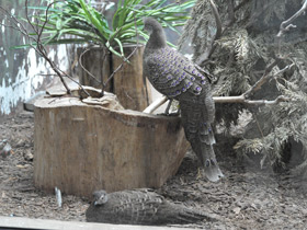 Смотреть фото Серый павлиний фазан Фото Серый павлиний фазан