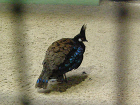 Фото Палаванский павлиний фазан