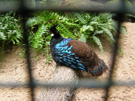 Фото Палаванский павлиний фазан