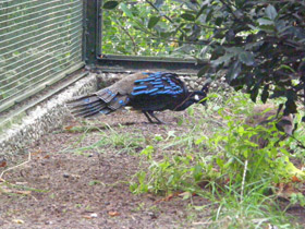 Фото Палаванский павлиний фазан