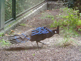 Фото Палаванский павлиний фазан