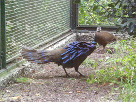Фото Палаванский павлиний фазан