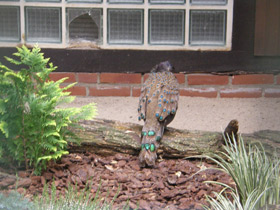 Смотреть фото Малайский павлиний фазан Фото Малайский павлиний фазан