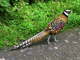 Фото Королевский фазан