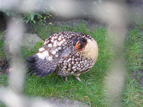 Смотреть фото Буробрюхий трагопан Фото Буробрюхий трагопан