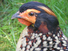 Смотреть фото Буробрюхий трагопан Фото Буробрюхий трагопан