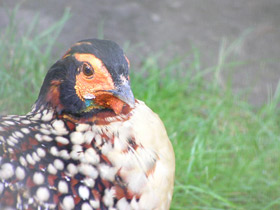 Смотреть фото Буробрюхий трагопан Фото Буробрюхий трагопан