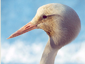 Журавль Стэнли Журавль Стэнли