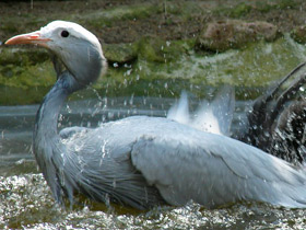 Смотреть фото Журавль Стэнли Фото Журавль Стэнли