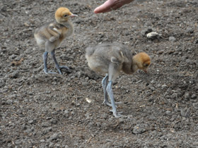 Смотреть фото Журавль Стэнли Фото Журавль Стэнли