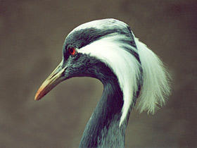 Смотреть фото Красавка Фото Красавка