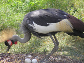 Смотреть фото Венценосный журавль Фото Венценосный журавль